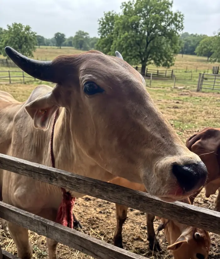 One of our desi cows at the farm fence